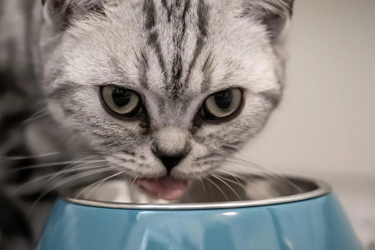Cat waiting next to an empty food bowl