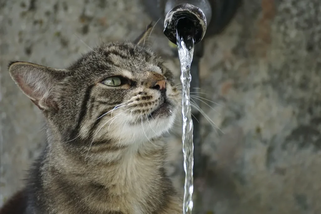 Cat drinking from a pet water fountain