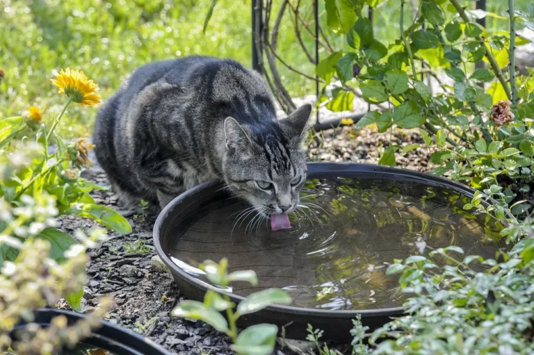 Cat drinking water from a bowl