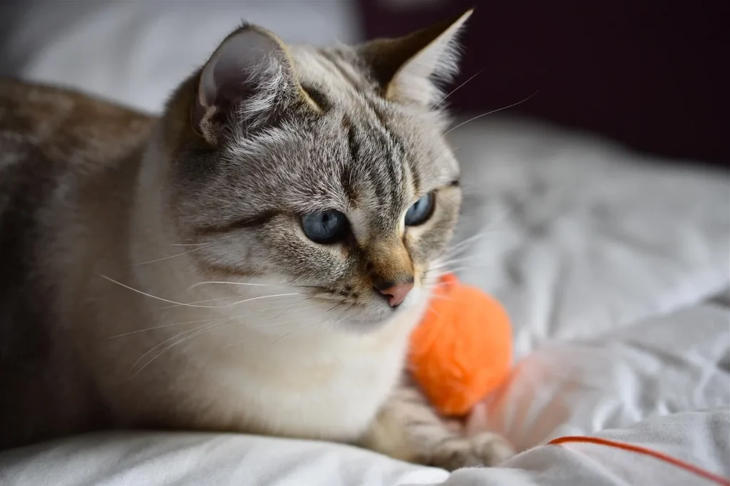 Cat crouching before pouncing on a toy