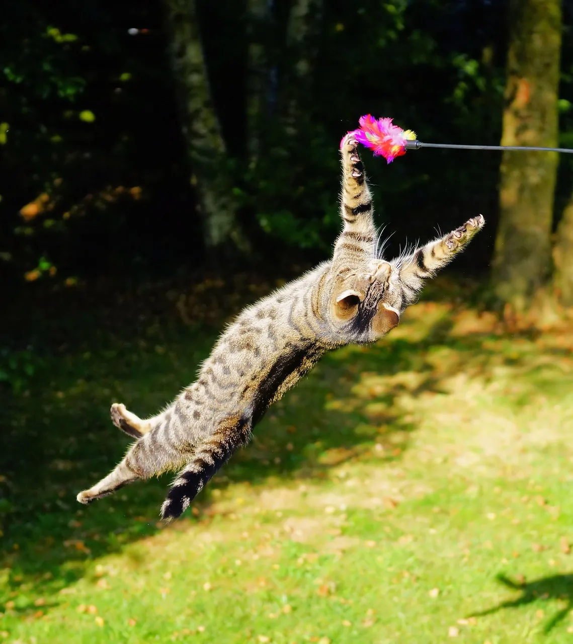 Cat jumping to catch a feather wand toy