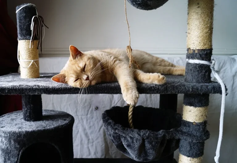 Cat relaxing on top of a cat tree