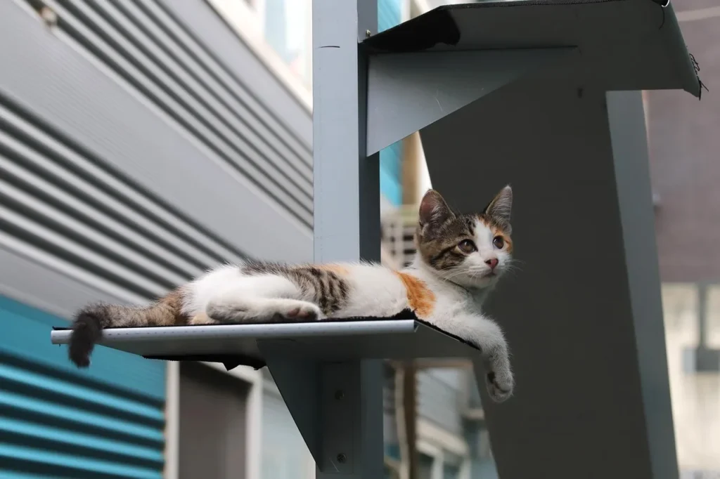 Cat jumping between wall shelves