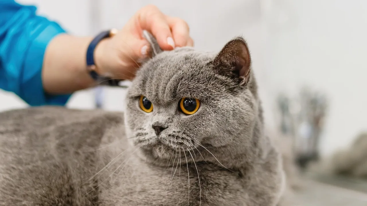 Person brushing a cat's fur
