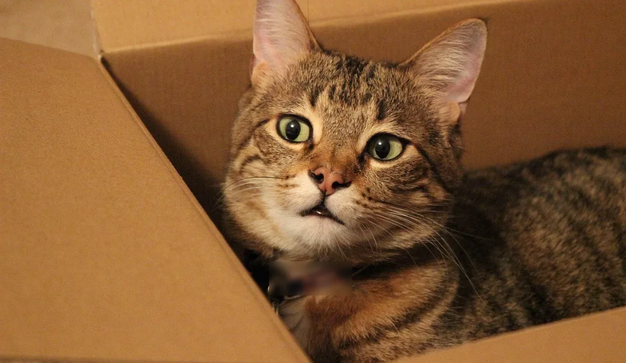 Cat playing inside a cardboard box