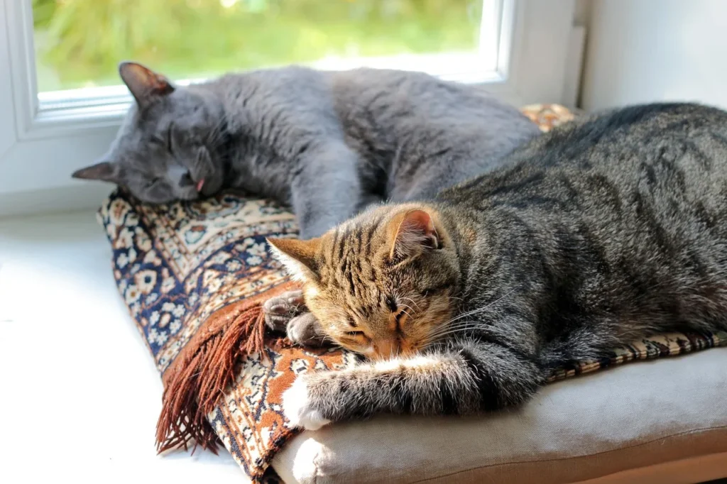 Two cats sharing a home